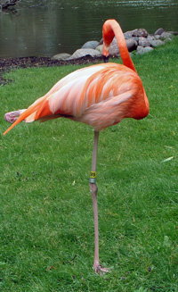 flamingo